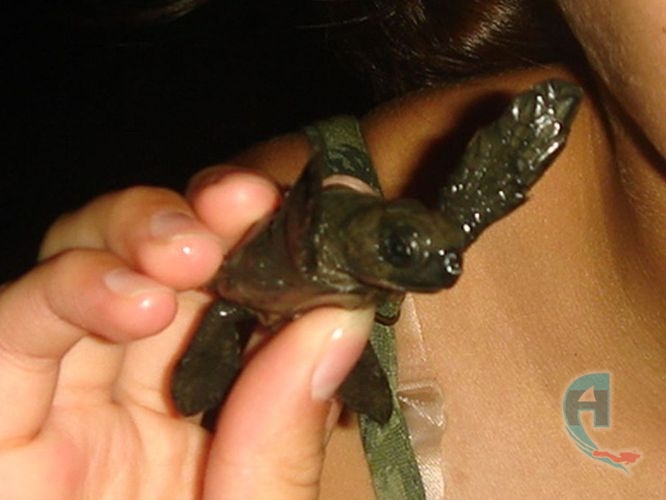 liberacion de tortugas para conservacion de las especies
